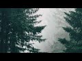 Sounds Of Forest Rainfall