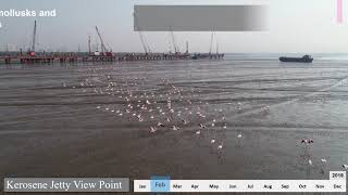 Migratory Birds At Mumbai Trans Harbour Link Mthl Project