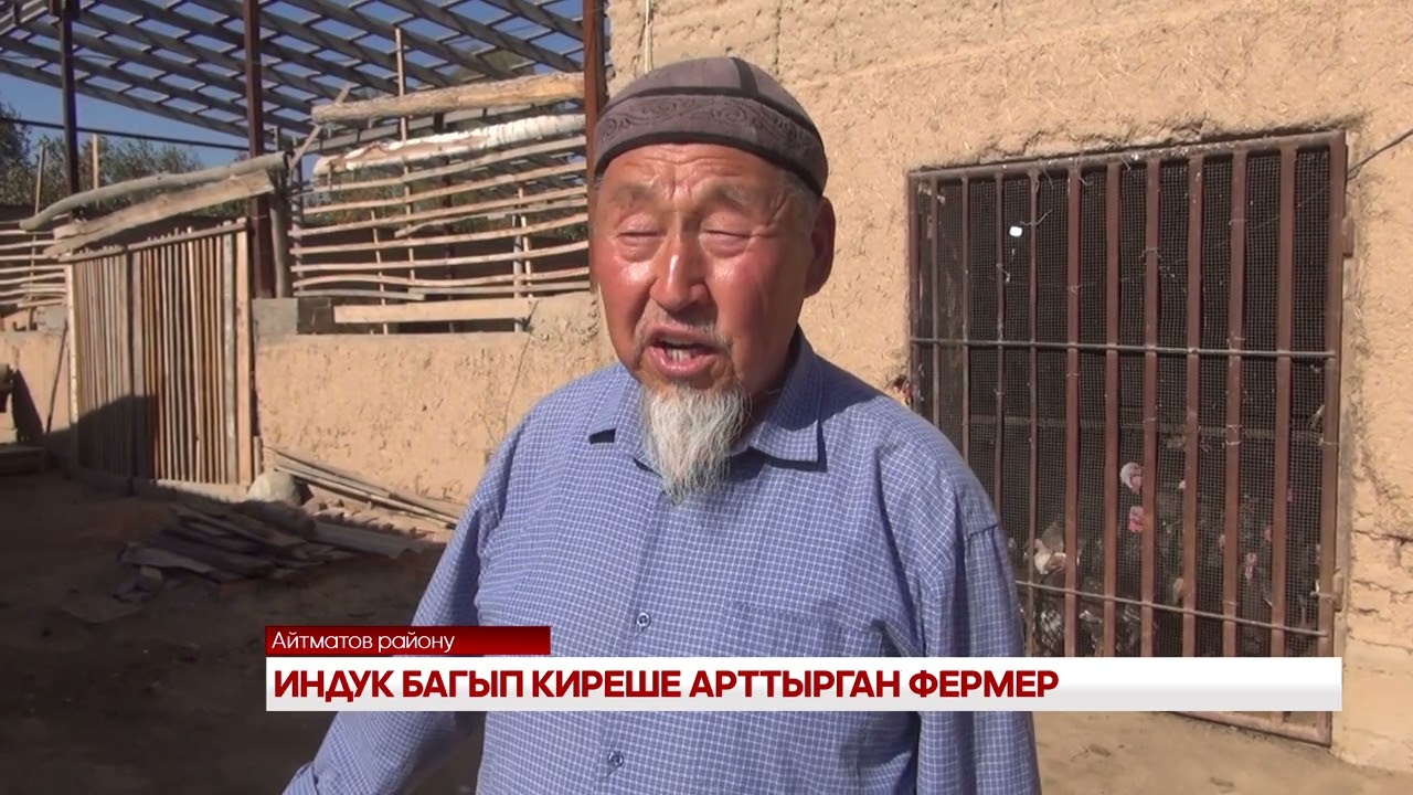 ИНДУК БАГЫП КИРЕШЕ АРТТЫРГАН ФЕРМЕР