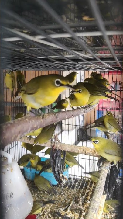 Pleci, Palu Sulawesi tengah #short #burung #muraibatu #muraibatumedan #murai