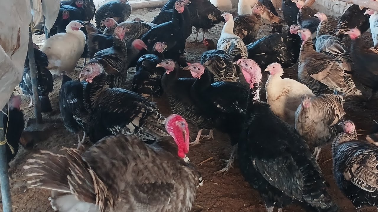 Kurkani xorozi va makyonlarni tanlash.