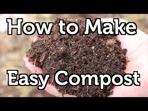 Vídeo: Un grèvol americà és simple o compost?