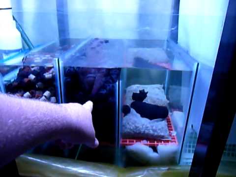 Oranda fish Sump Maintenance wet dry trickle filter YouTube