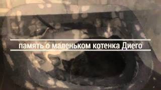Память о котенке ему было всего 2 недели Память о котенке ему было всего 2 недели