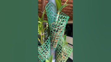 Orchid planting ideas #orchid tree💡🤩