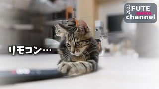 子猫が楽しそうに遊んでいる…それは…リモコン【保護子猫】