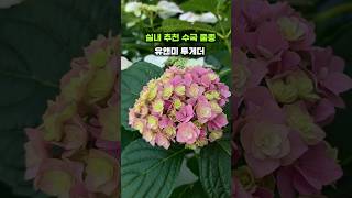 실내 베란다 수국 품종 추천, 유앤미 투더 수국