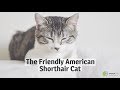 The Friendly American Shorthair Cat