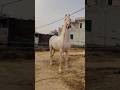 इतना सुन्दर Ghoda 😍🐴#horse #horseriding #shorts #minivlog #viral