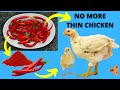 If Your BROILERS have WORMS, SICKY & THIN, GIVE THEM PEPPER 🌶️...