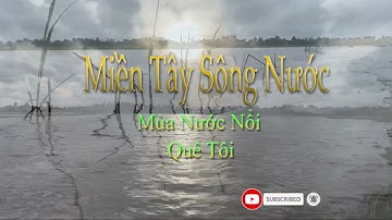 ỐC bươu vàng mùa nước nổi quê tôi miền tay sông nước bắt ốc bươu vàng về nuôi cá cuộc sống miềng tây