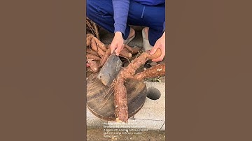 Cassava root harvesting and preparation