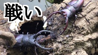 ノコギリクワガタのバトル 5 クワガタテラリウム#62 - YouTube