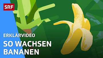 Sind Bananen gesund für Kinder?