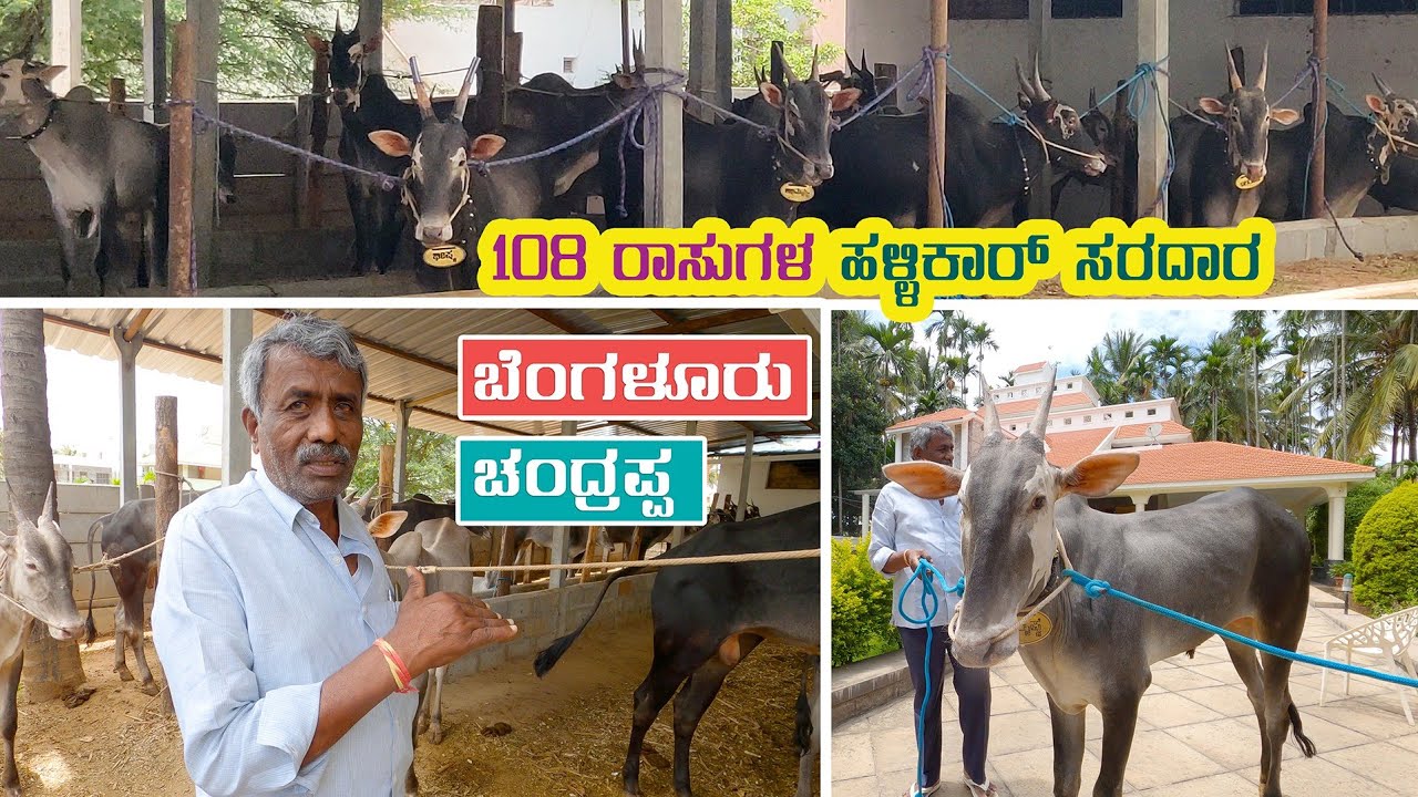 Hallikar Sardar Bangalore Chandrappa