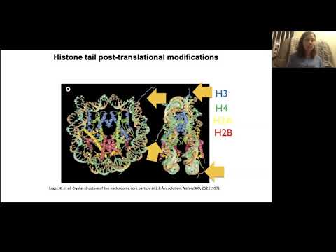 Chromatin Regulation: How