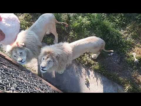 Чук и Гек на закате с вечерним обходом 