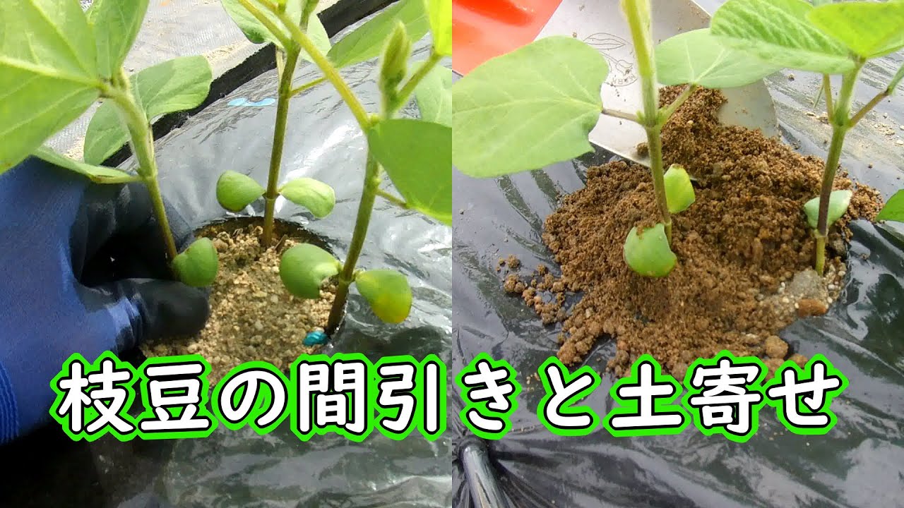 枝豆の間引きと土寄せ 有機栽培でおいしい野菜作り