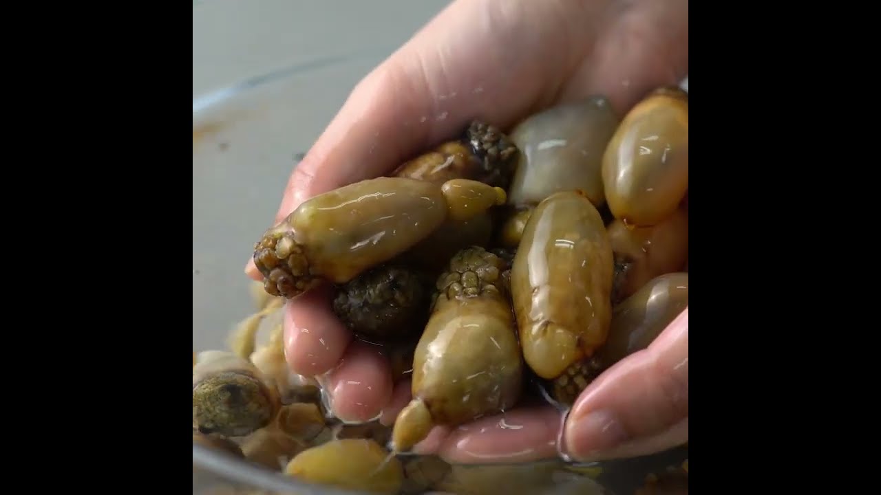 손질 활 미더덕 Trimmed styela clava