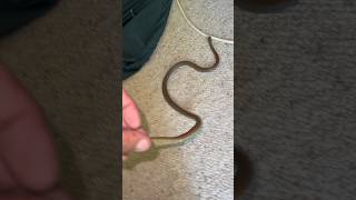 Mildly Venomous Yellow-Faced Whipsnake I Removed From A Home In Rosemount