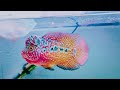 Top 15 vip king kamfa flowerhorn  beautiful f2 kamfa flowerhorn fishes