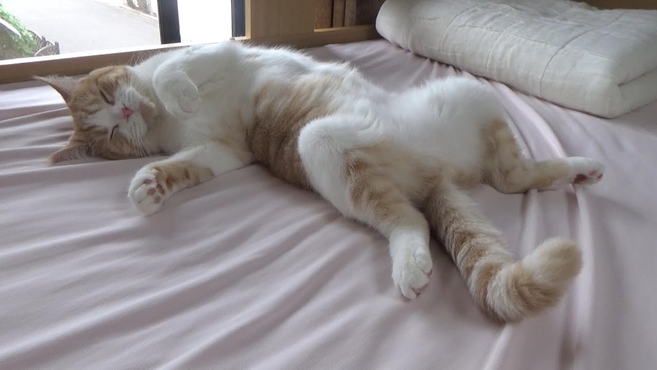 鳴き声 クルル プルルと鳴く猫 完全復活しました スコティッシュフォールド Youtube