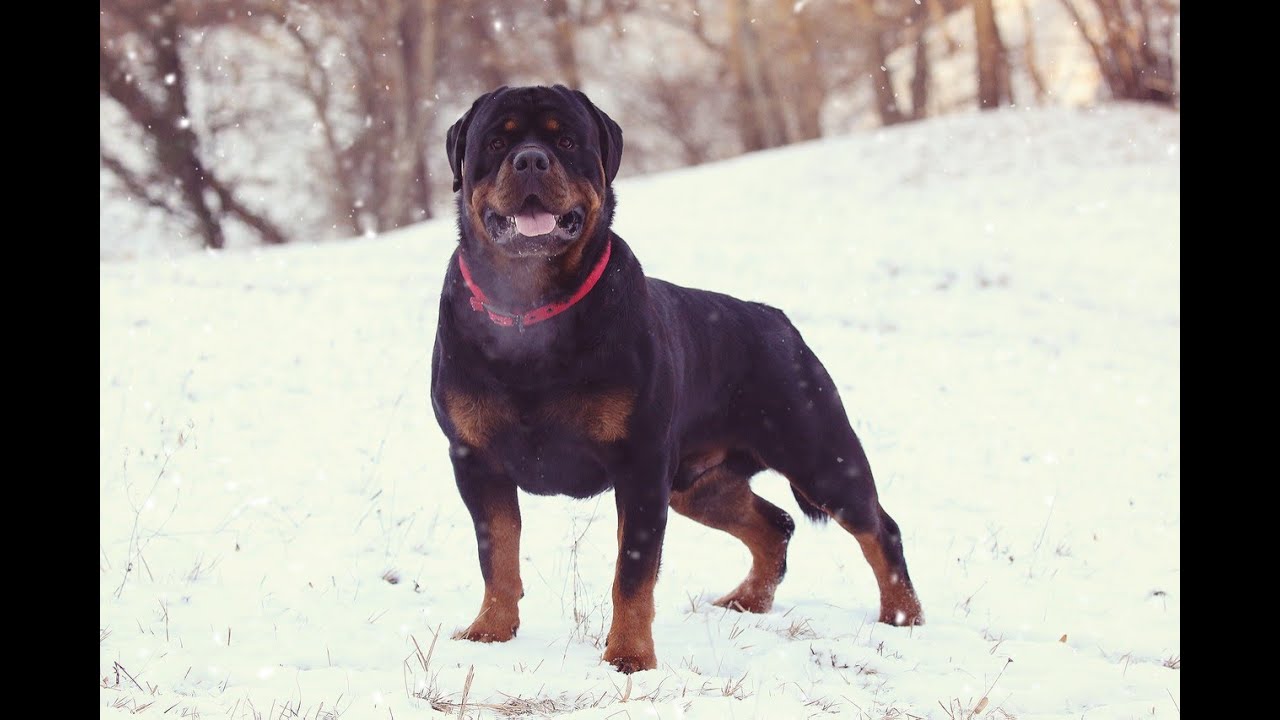 Extreme Rottweilers ROTTWEILERS 12 MONTHS OLD!!! EXTREME STRONG BONES!!!!! - YouTube