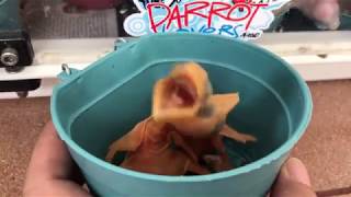 Baby Toco Toucan at day 1. Look like mini dinosaurs 😍. IG: @andy_hoo_brankass by Andy Hoo 29,461 views 6 years ago 1 minute, 7 seconds