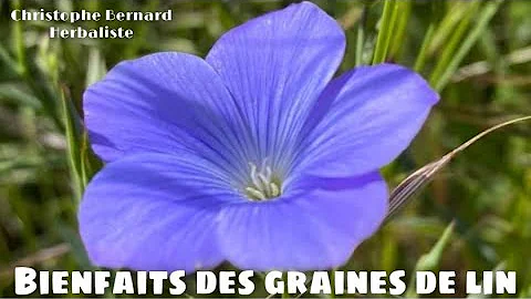 Bienfaits des graines de lin : flore intestinale, ...