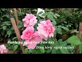 Hoa hồng ngoại One fine day - Sưu tập hồng ngoại đẹp