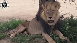 Mapogo Et Notch Les Alliances Légendaires Des Lions Dans La Savane Sauvage