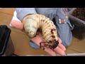 世界最重量の幼虫を素揚げにしてみた