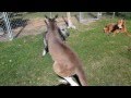 PUPPY AND KANGAROO PLAY CHASE