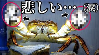 新品　匿名　 spindleshanks crab カニ hqdefault.jpg?v=654eb936