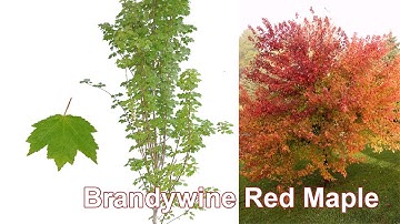 Brandywine Red Maple