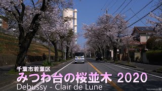 みつわ台の桜並木 2020【4K】Debussy - Clair de Lune