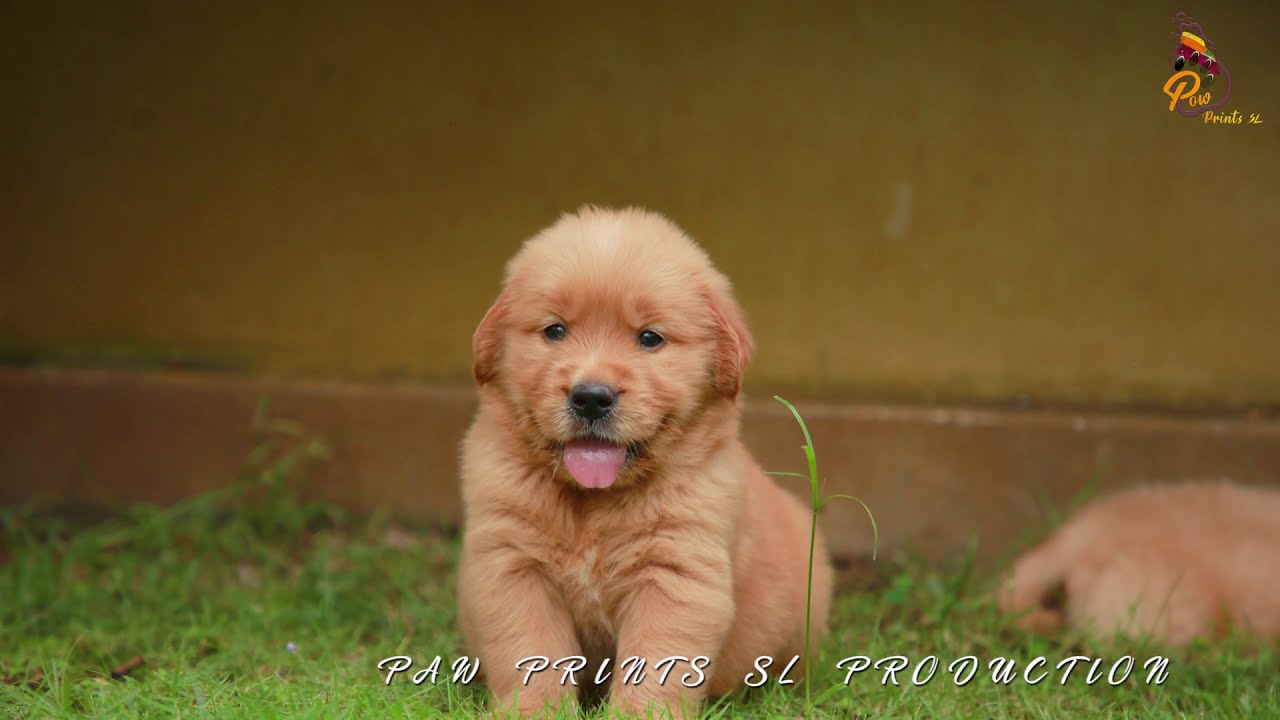 Paw prints SL production