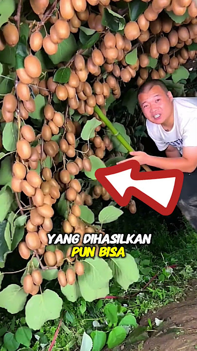 Seperti inilah kondisi pohon buah kiwi bila sedang berbuah lebat #shorts