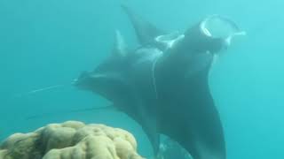 Mating of Manta Yap Micronesia ヤップ島 ミクロネシア マンタ交尾シーン ヤップ島 検索動画6 Mating of Manta Yap Micronesia ヤップ島 ミクロネシア マンタ交尾シーン ヤップ島 検索動画 6