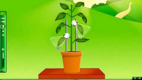 y2mate com   Carbon dioxide is needed for photosynthesis Science elearning zpdRsAv7ltM 360p