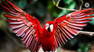 different types of birds || nature lover || love the nature|| screenshot 3