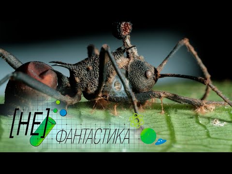 Древнейшие муравьи-зомби. Шокирующая находка ученых, которая спасет Планету