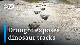 Drought uncovers 113 million-year-old dinosaur footprints | DW News
