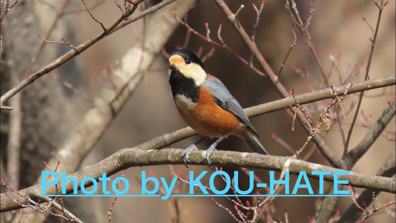 再び野鳥の森へ