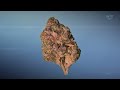 Fire Four: OG Kush vs. Gelato & Blue Dream vs. Ice Cream Cake | Strains Madness 2022