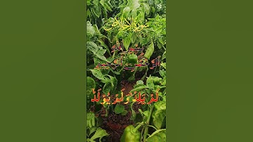 سورة الاخلاص