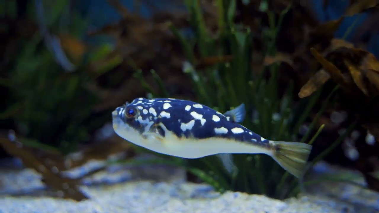 Relaxing music, Calm music, 🌺🌻🌹💕 Soothing, 🌹☀️ Spa, Peace, Meditation music