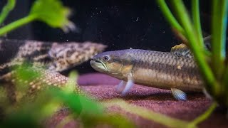 Lets discuss! Adding Wolf to Bichir tank attempt and future plans for my sump.