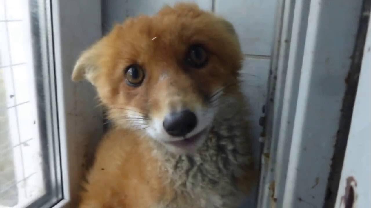 Лисенок - YouTube