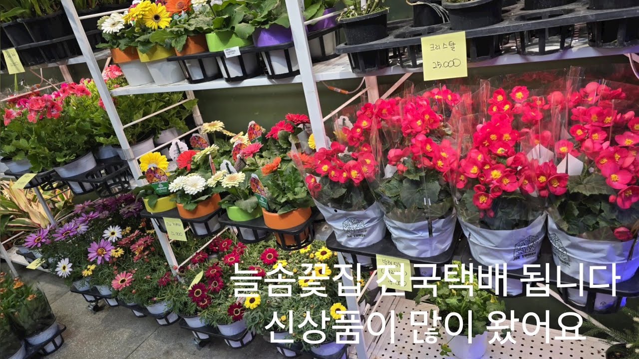 3월6일 늘솜꽃집 영상입니다 택배됩니다 010.9995.6346 새로운 꽃이 많이왔어요 구경하러오세요 